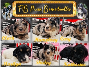 Mini F1B Bernedoodles (Daisy & Lux)